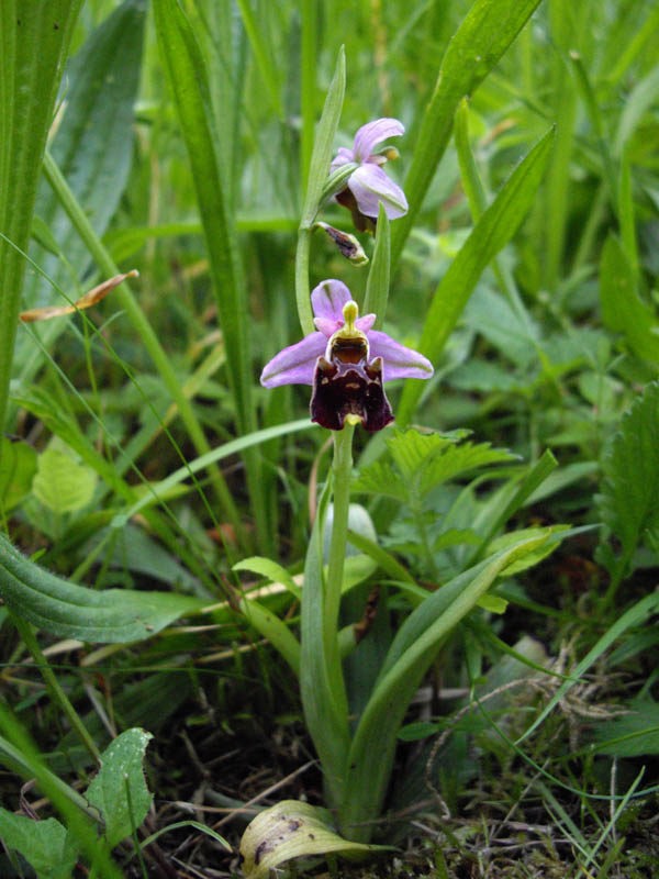 Ophrys fuciflora